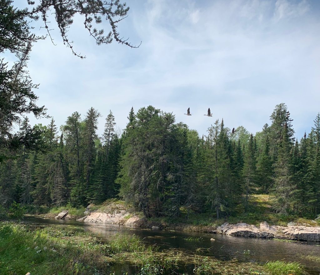 Two geese flying over some balsam trees along a rocky riverbank.