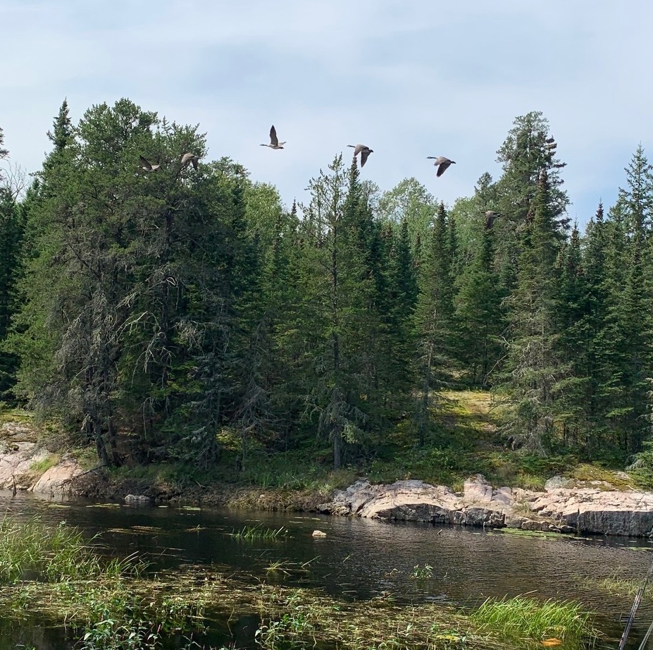 3 geese flying over some large trees and a rocky shoreline.