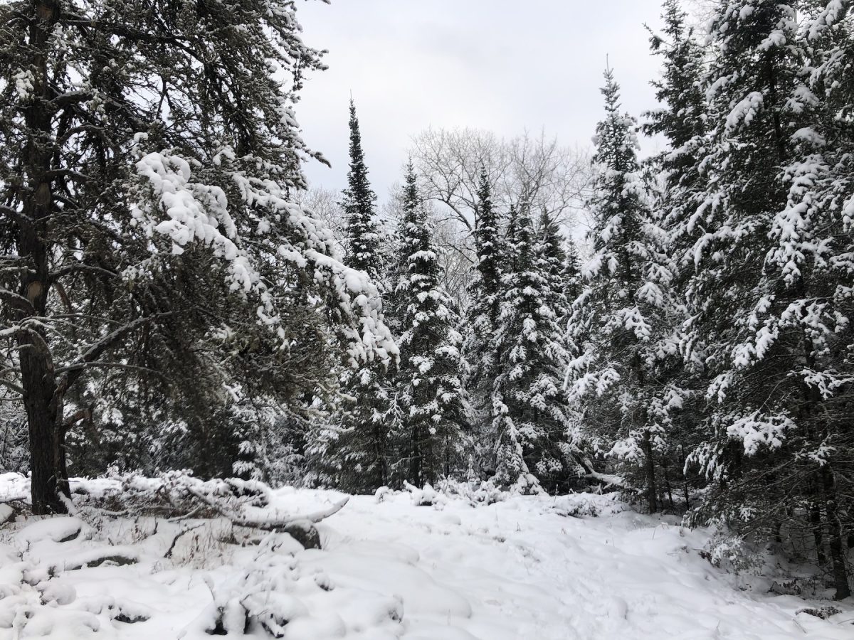 Winter scene with snow and coniferous trees